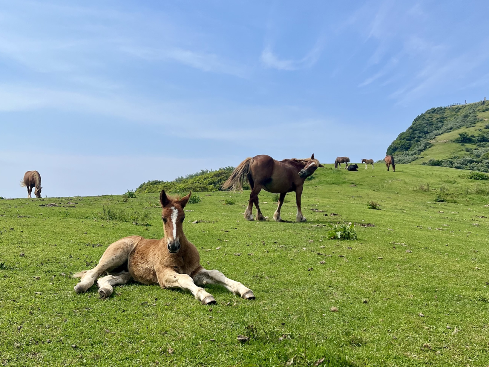 [遊記] 隱岐西之島：絕美國賀海岸！